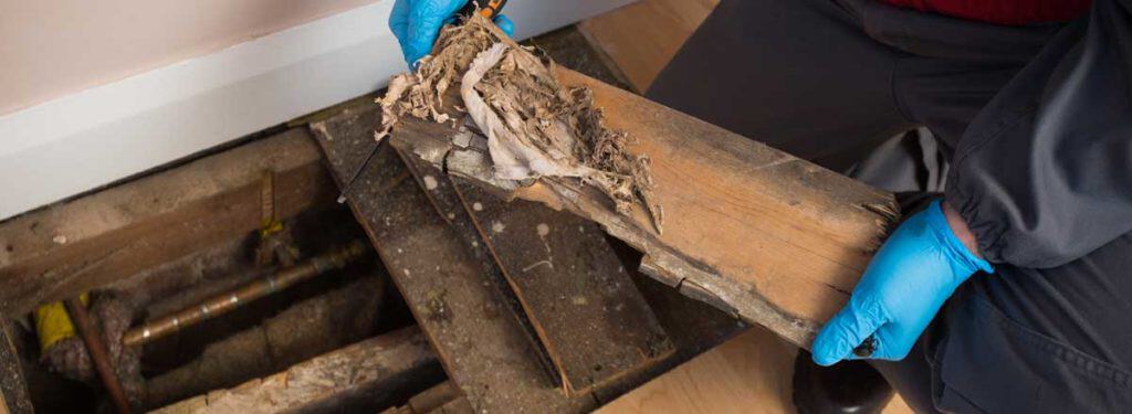 Wood Rot Repair in Overland Park | Rot Repair in Overland Park | Wood Rot Help in Overland Park